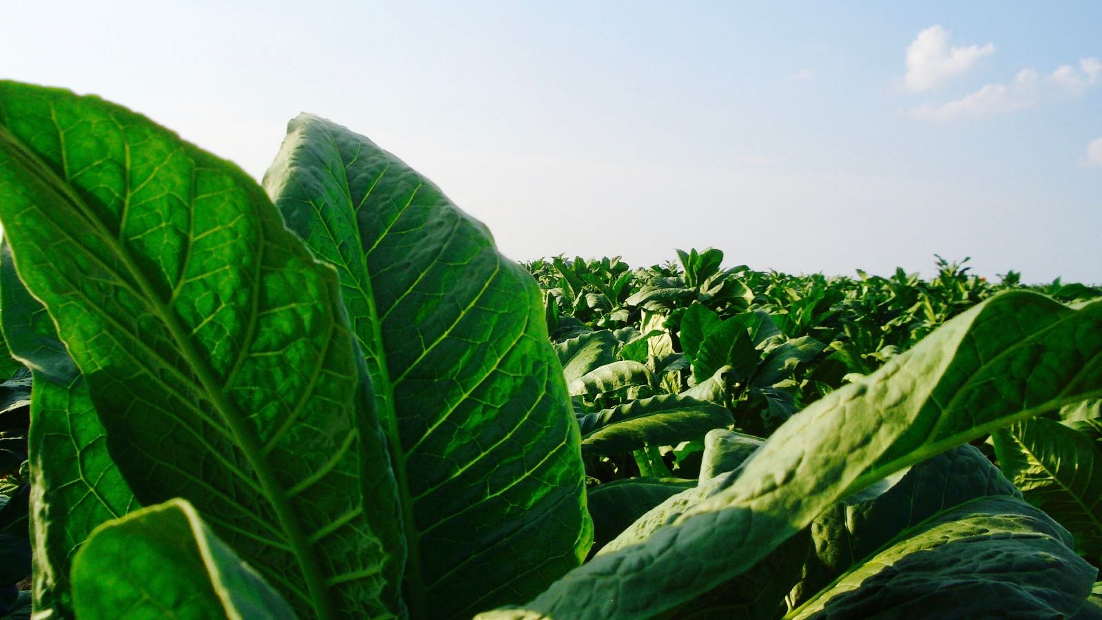 tobacco field image